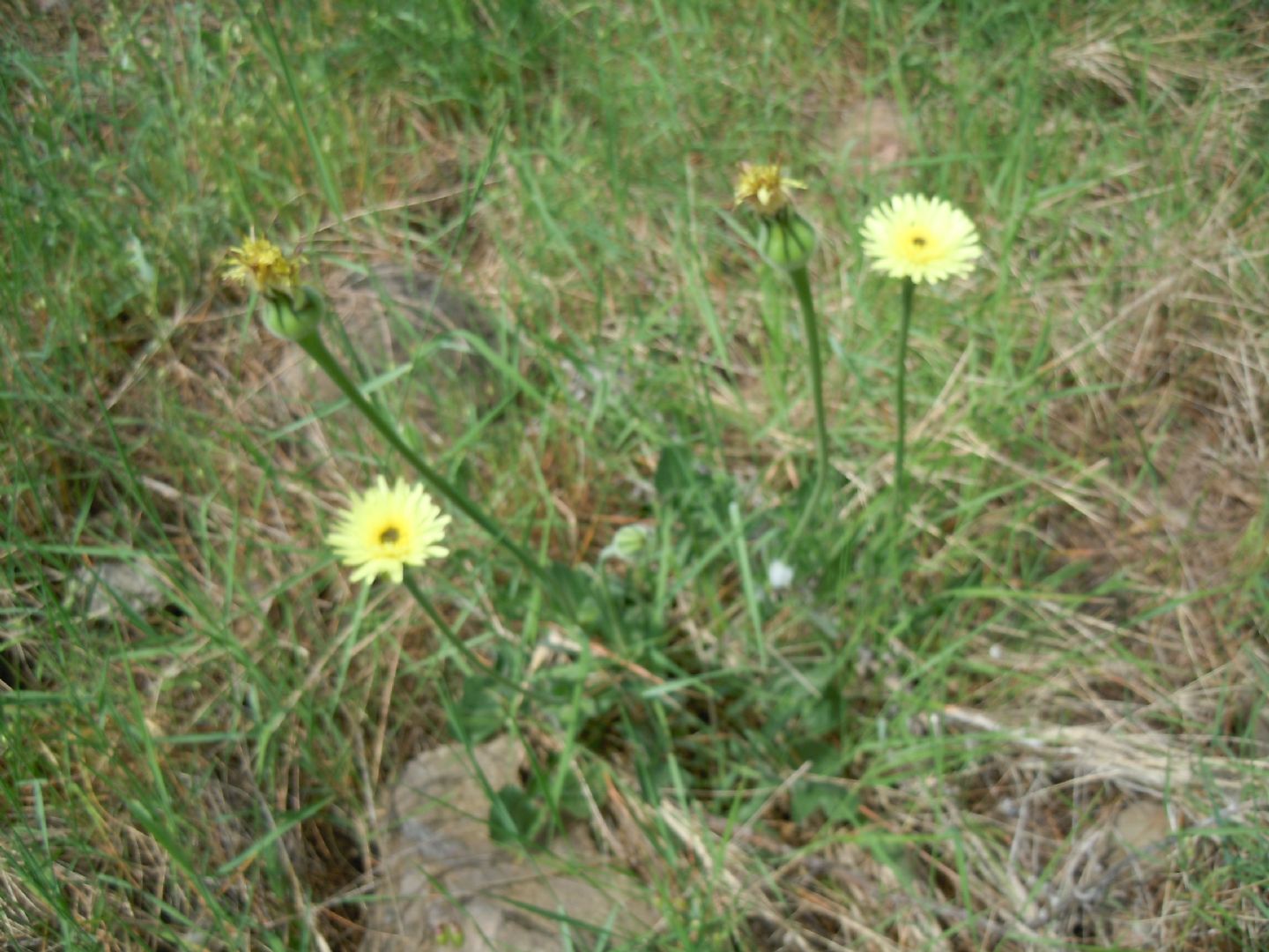 Urospermum dalechampii